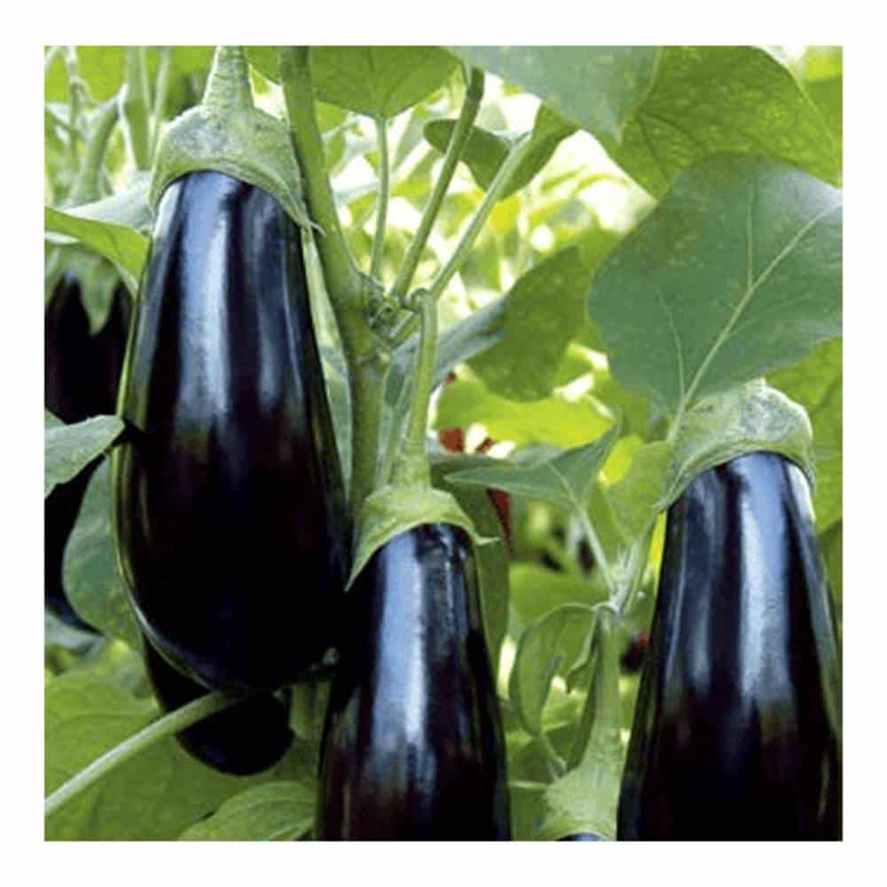 تصویر 2 از قیمت خرید بادمجان هیبریدی + فروش ویژه
